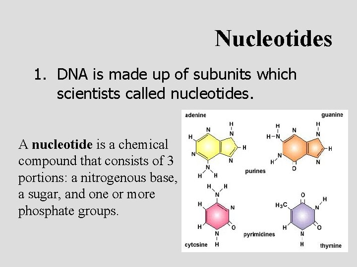 Nucleotides 1. DNA is made up of subunits which scientists called nucleotides. A nucleotide