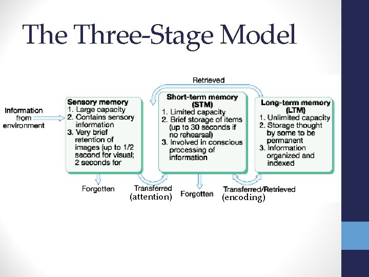 The Three-Stage Model (attention) (encoding) 