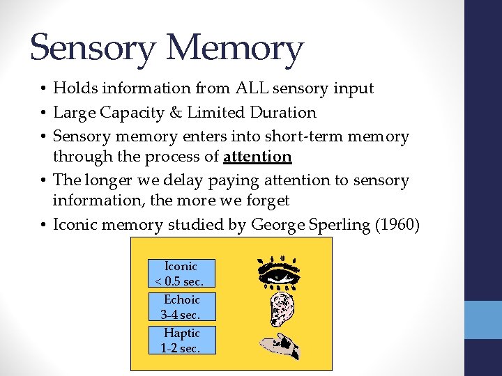 Sensory Memory • Holds information from ALL sensory input • Large Capacity & Limited