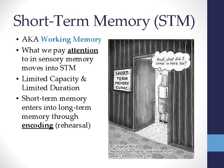 Short-Term Memory (STM) • AKA Working Memory • What we pay attention to in
