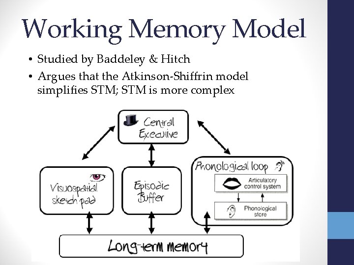 Working Memory Model • Studied by Baddeley & Hitch • Argues that the Atkinson-Shiffrin