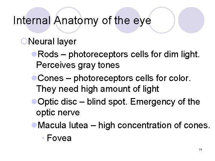 Internal Anatomy of the eye ¡Neural layer l. Rods – photoreceptors cells for dim