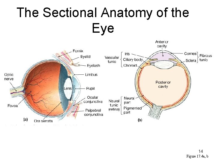 The Sectional Anatomy of the Eye 14 Figure 17. 4 a, b 