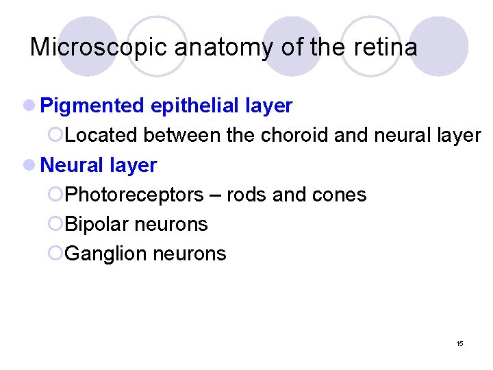 Microscopic anatomy of the retina l Pigmented epithelial layer ¡Located between the choroid and