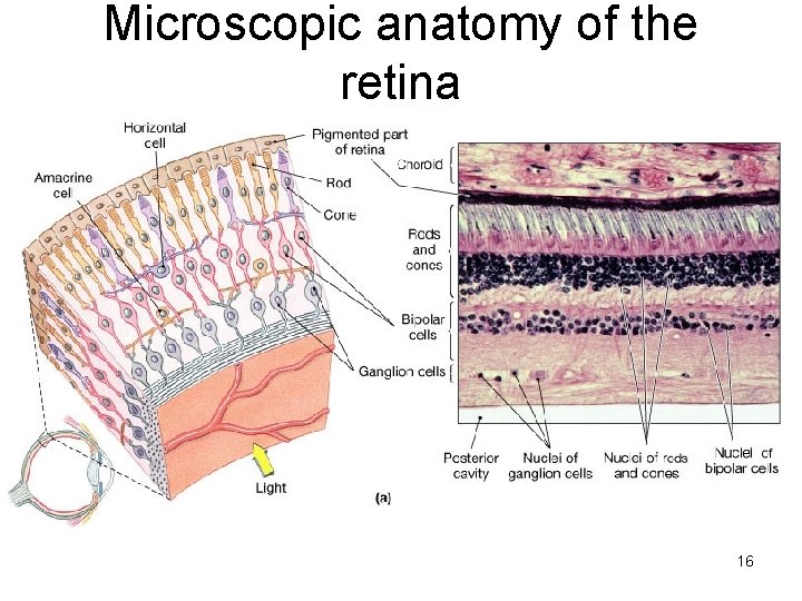 Microscopic anatomy of the retina 16 