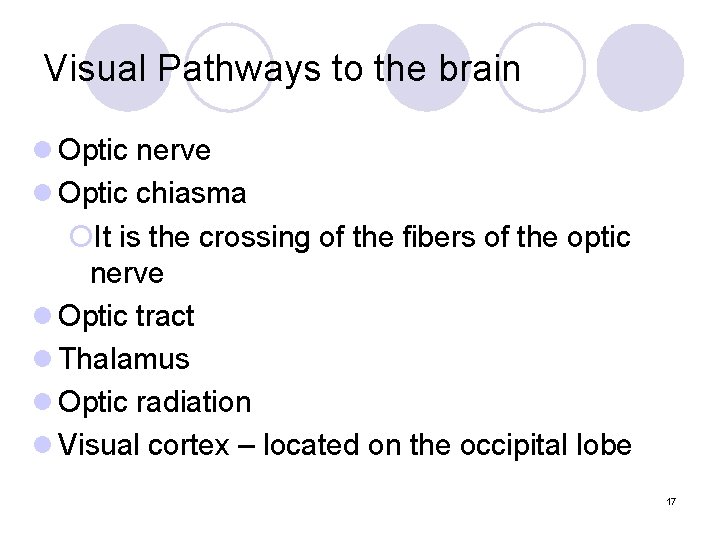 Visual Pathways to the brain l Optic nerve l Optic chiasma ¡It is the