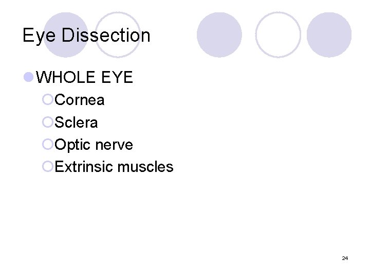 Eye Dissection l WHOLE EYE ¡Cornea ¡Sclera ¡Optic nerve ¡Extrinsic muscles 24 