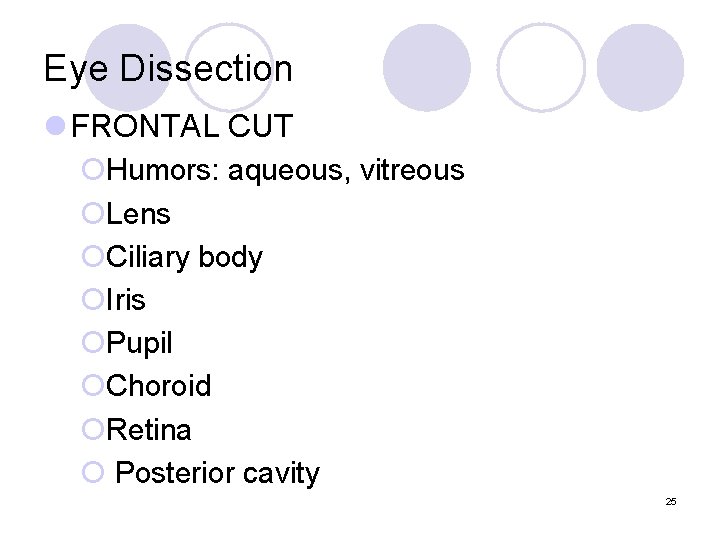 Eye Dissection l FRONTAL CUT ¡Humors: aqueous, vitreous ¡Lens ¡Ciliary body ¡Iris ¡Pupil ¡Choroid