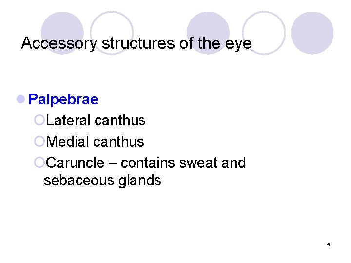 Accessory structures of the eye l Palpebrae ¡Lateral canthus ¡Medial canthus ¡Caruncle – contains