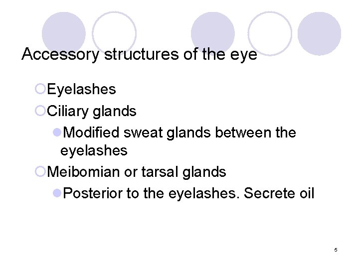 Accessory structures of the eye ¡Eyelashes ¡Ciliary glands l. Modified sweat glands between the