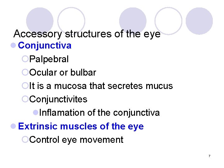 Accessory structures of the eye l Conjunctiva ¡Palpebral ¡Ocular or bulbar ¡It is a