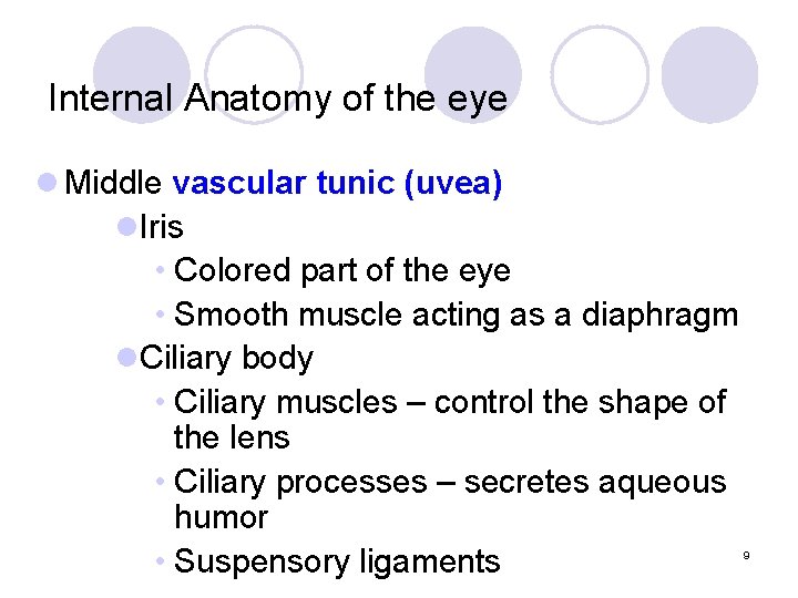 Internal Anatomy of the eye l Middle vascular tunic (uvea) l. Iris • Colored