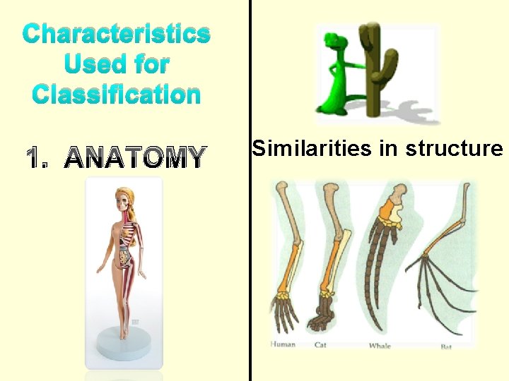 Characteristics Used for Classification 1. ANATOMY Similarities in structure 