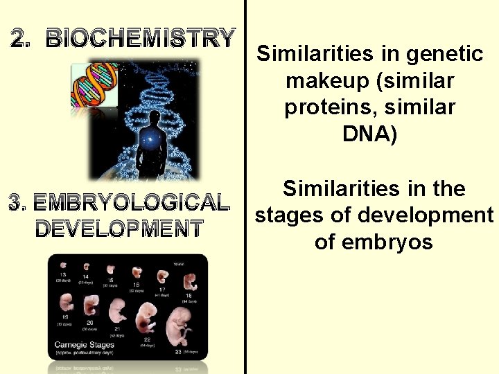2. BIOCHEMISTRY 3. EMBRYOLOGICAL DEVELOPMENT Similarities in genetic makeup (similar proteins, similar DNA) Similarities