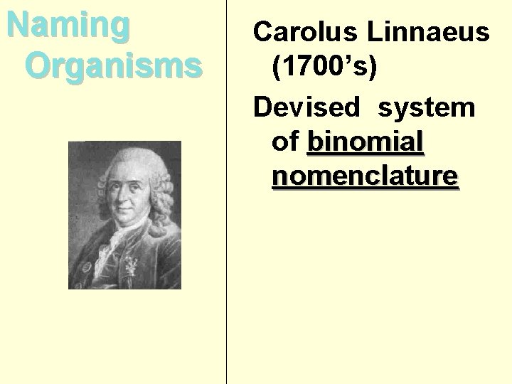 Naming Organisms Carolus Linnaeus (1700’s) Devised system of binomial nomenclature Naming Organisms Carolus Linnaeus (1700’s) Devised system of binomial nomenclature