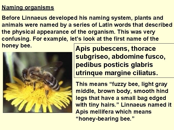 Naming organisms Before Linnaeus developed his naming system, plants and animals were named by