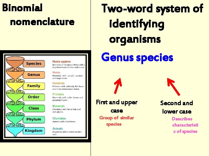 Binomial nomenclature Two-word system of identifying organisms Genus species First and upper case Group