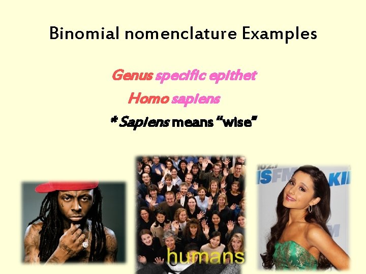 Binomial nomenclature Examples Genus specific epithet Homo sapiens * Sapiens means “wise” 
