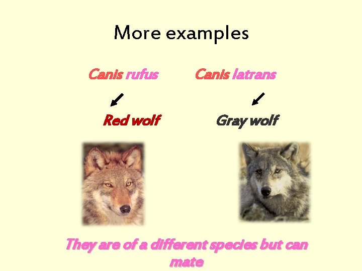 More examples Canis rufus Canis latrans Red wolf Gray wolf They are of a