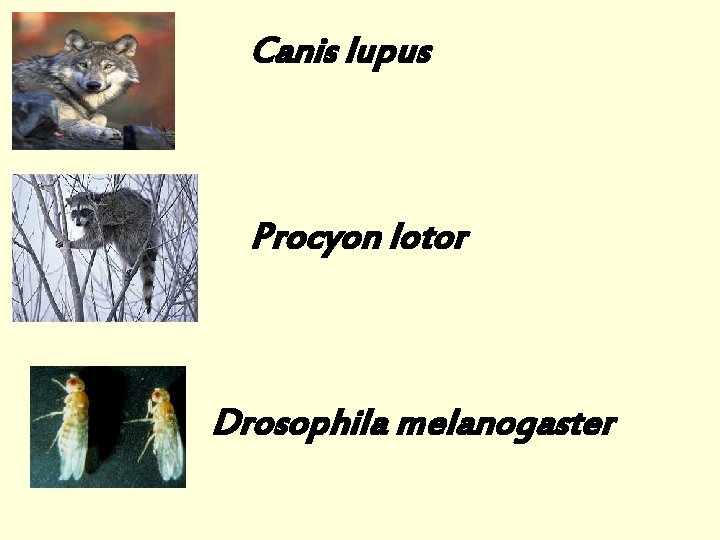 Canis lupus Procyon lotor Drosophila melanogaster 