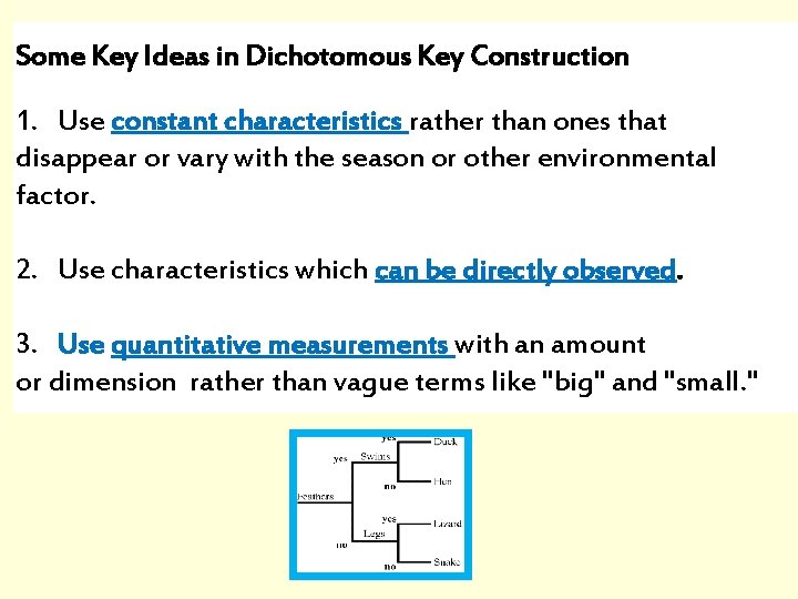 Some Key Ideas in Dichotomous Key Construction 1. Use constant characteristics rather than ones