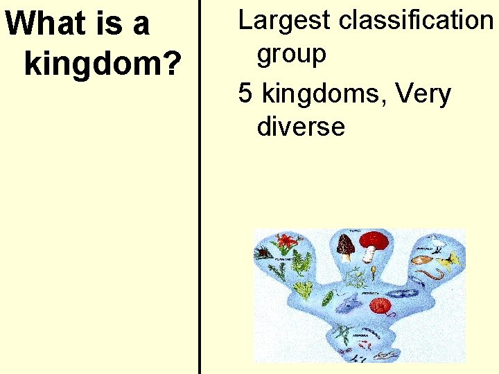 What is a kingdom? Largest classification group 5 kingdoms, Very diverse 