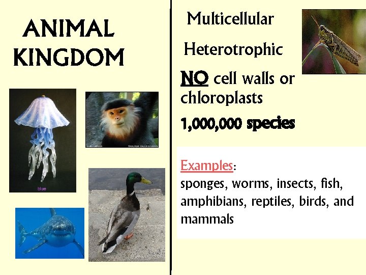 Multicellular Heterotrophic NO cell walls or chloroplasts 1, 000 species Examples: sponges, worms, insects,