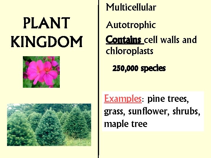 Multicellular Autotrophic Contains cell walls and chloroplasts 250, 000 species Examples: pine trees, grass,