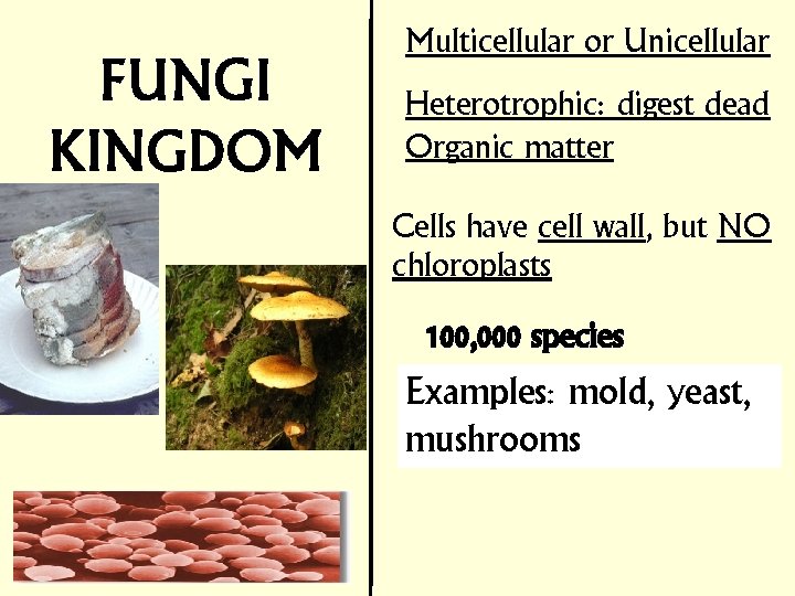 Multicellular or Unicellular Heterotrophic: digest dead Organic matter Cells have cell wall, but NO