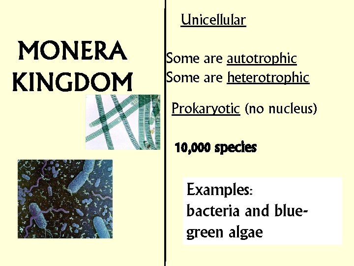 Unicellular Some are autotrophic Some are heterotrophic Prokaryotic (no nucleus) 10, 000 species Examples: