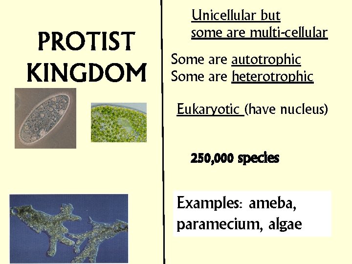 Unicellular but some are multi-cellular Some are autotrophic Some are heterotrophic Eukaryotic (have nucleus)