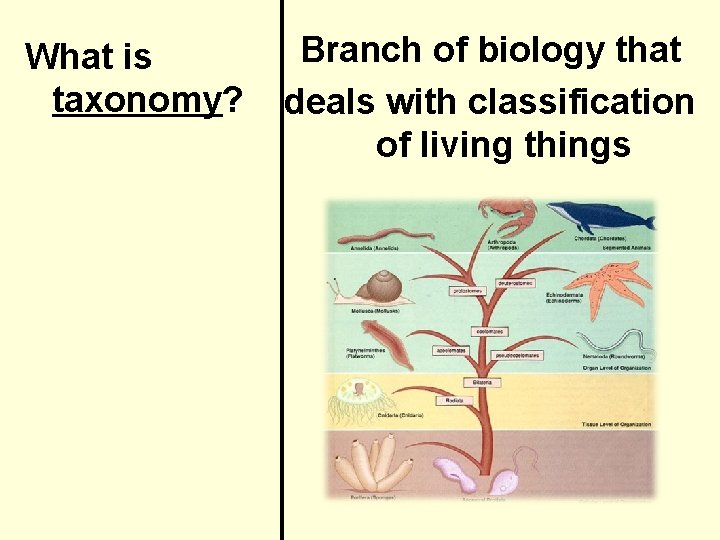 What is taxonomy? Branch of biology that deals with classification of living things 