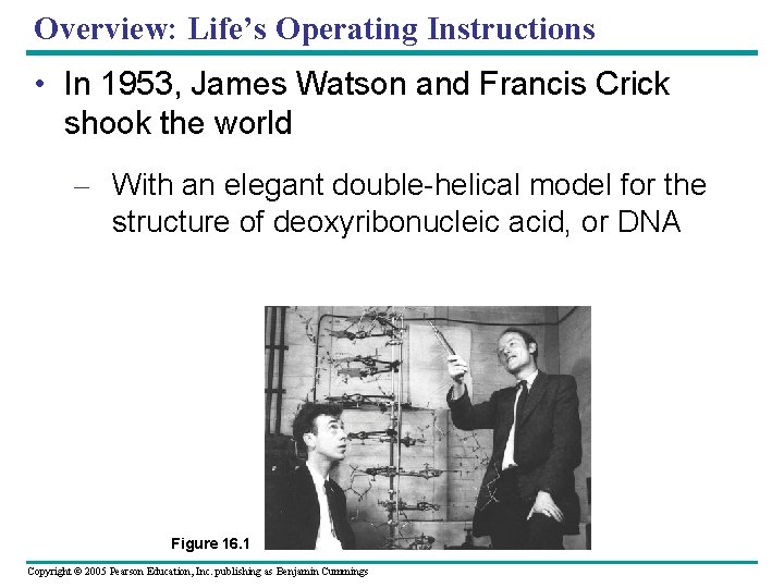 Overview: Life’s Operating Instructions • In 1953, James Watson and Francis Crick shook the