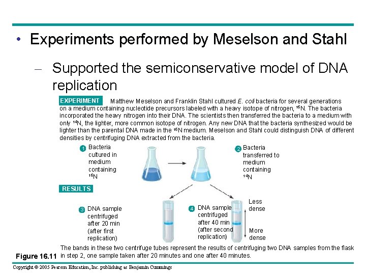  • Experiments performed by Meselson and Stahl – Supported the semiconservative model of