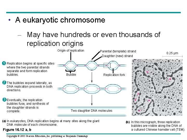  • A eukaryotic chromosome – May have hundreds or even thousands of replication