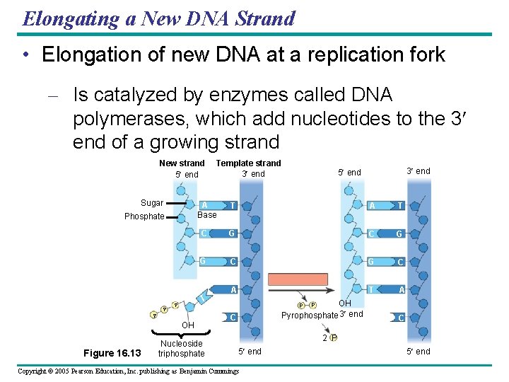 Elongating a New DNA Strand • Elongation of new DNA at a replication fork