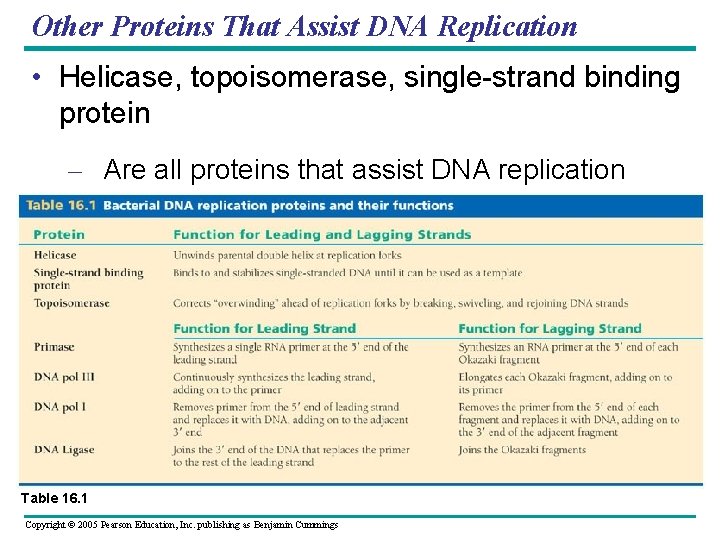 Other Proteins That Assist DNA Replication • Helicase, topoisomerase, single-strand binding protein – Are