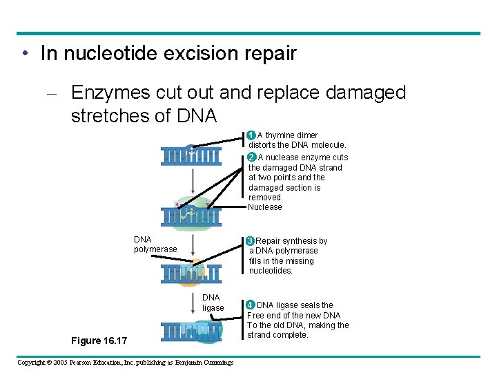  • In nucleotide excision repair – Enzymes cut out and replace damaged stretches