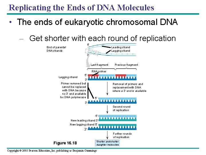 Replicating the Ends of DNA Molecules • The ends of eukaryotic chromosomal DNA –