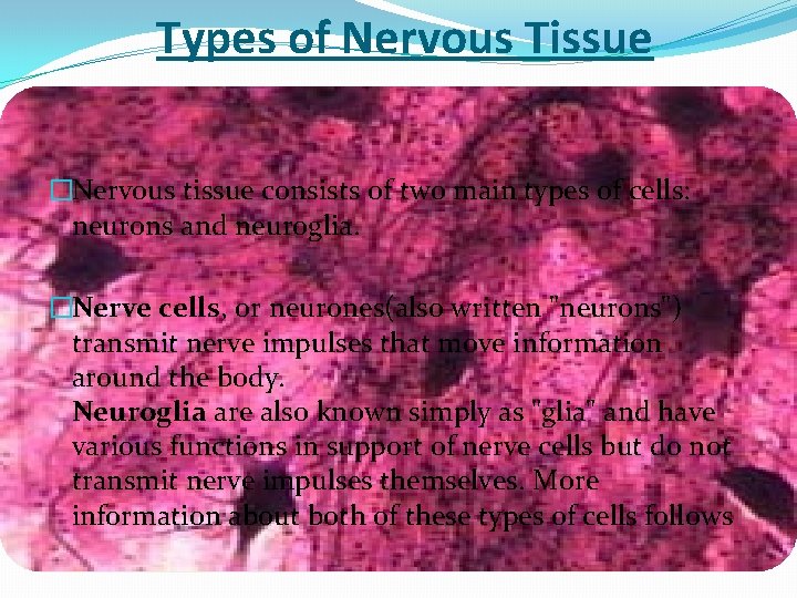 Types of Nervous Tissue �Nervous tissue consists of two main types of cells: neurons