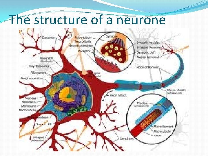 The structure of a neurone 