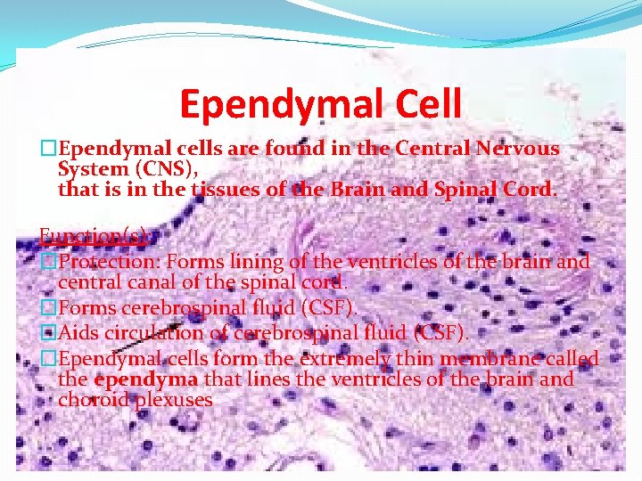 Ependymal Cell �Ependymal cells are found in the Central Nervous System (CNS), that is