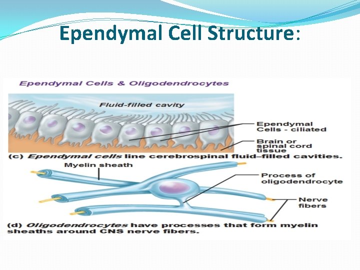 Ependymal Cell Structure: 