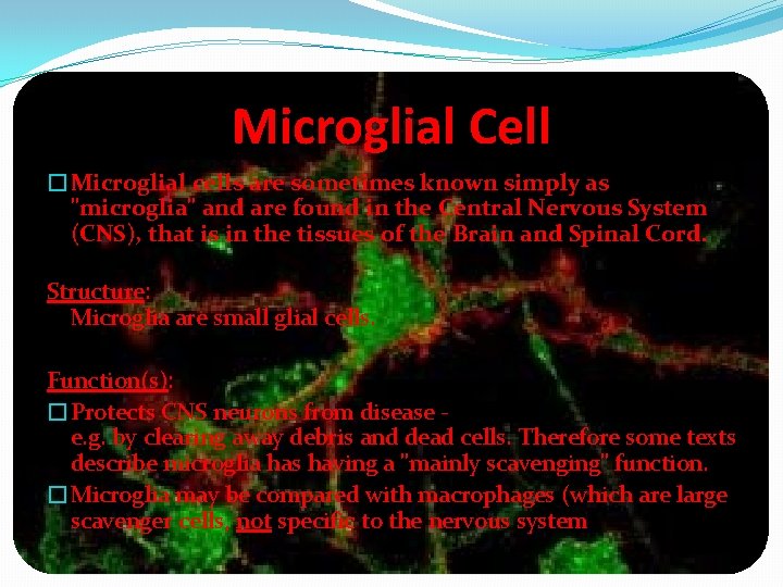 Microglial Cell �Microglial cells are sometimes known simply as "microglia" and are found in