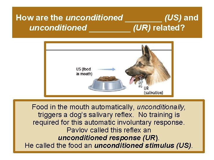 How are the unconditioned ____ (US) and unconditioned _____ (UR) related? Food in the