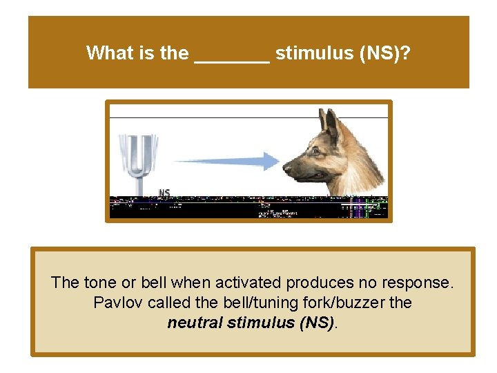 What is the _______ stimulus (NS)? The tone or bell when activated produces no