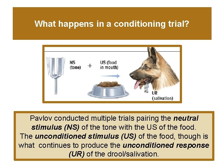 What happens in a conditioning trial? Pavlov conducted multiple trials pairing the neutral stimulus