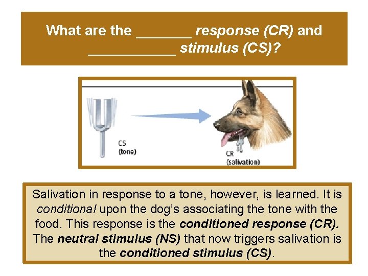 What are the _______ response (CR) and ______ stimulus (CS)? Salivation in response to