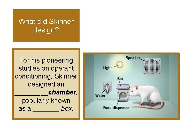 What did Skinner design? For his pioneering studies on operant conditioning, Skinner designed an