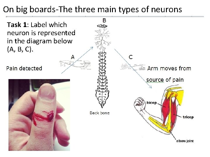 On big boards-The three main types of neurons Task 1: Label which neuron is